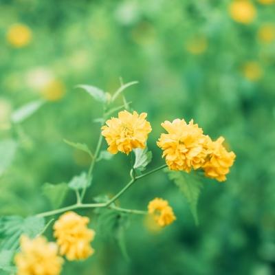 山海食经手游